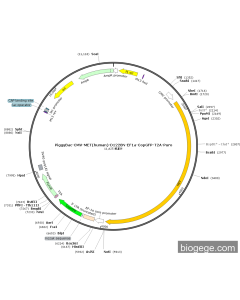PiggyBac-CMV-MET(human)-D1228N-EF1a-CopGFP-T2A-Puro
