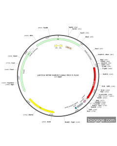 pDC316-mCMV-DsRed2-Linker-MCS-3×FLAG