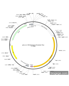 pGL4.11-MYC(human)-Promoter-Fluc