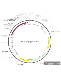pAAV-U6-sgRNA-EnCMV-Cre-WPRE