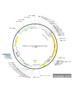 pCDNA3.1-3×FLAG-OPRM1(mouse)-S375F
