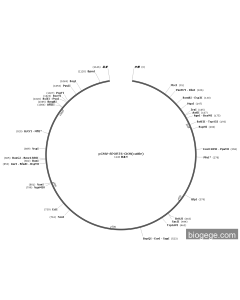pCMV-SPORT6-CKM(cattle)