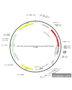 pAAV-TBG-mCherry-5miR30a-Mat1a(mouse)-shRNA-3miR30a