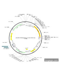 pEnCMV-EFNB2(mouse)-3×FLAG-SV40-Neo