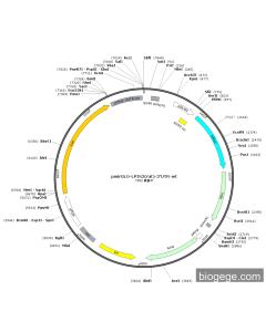 pmirGLO-LPIN2(rat)-3'UTR-wt