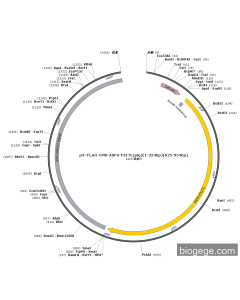 p3×FLAG-CMV-ASFV-F317L(pig)(1-324bp)(625-954bp)