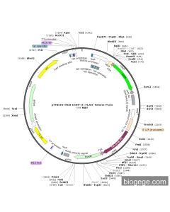 pTRE3G-MCS-EGFP-3×FLAG-Tetone-Puro