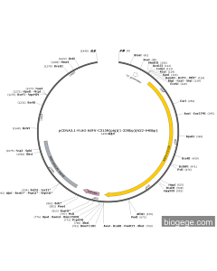 pCDNA3.1-FLAG-ASFV-C315R(pig)(1-330bp)(652-948bp)