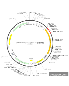 pCMV-SIGLECE(mouse)-SV40-Neo(1synonymous mutations)