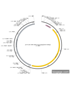 p3×FLAG-CMV-ASFV-F317L(pig)(325-954bp)