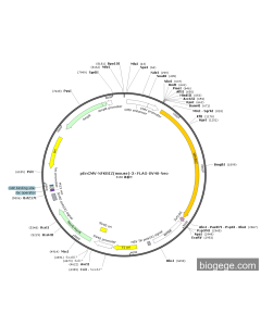 pEnCMV-NFKBIZ(mouse)-3×FLAG-SV40-Neo
