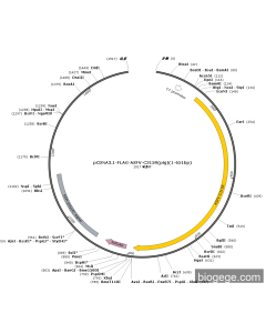 pCDNA3.1-FLAG-ASFV-C315R(pig)(1-651bp)
