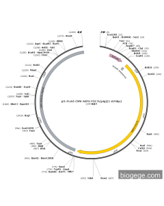 p3×FLAG-CMV-ASFV-F317L(pig)(1-624bp)
