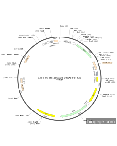 pLKO.1-U6-STK11(human)-shRNA2-PGK-Puro
