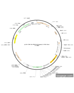 pLVX-CMV-HA-PRKAA1(human)-5-PGK-Puro