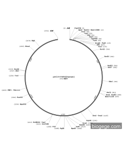 pUC19-PARG(human)