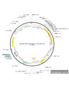 pEnCMV-NKX2-5(mouse)-3×FLAG-SV40-Neo