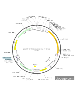 pEnCMV-OTUD1(human)-3×Myc-SV40-Neo