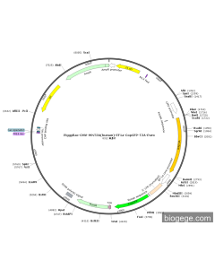 PiggyBac-CMV-WNT3A(human)-EF1a-CopGFP-T2A-Puro