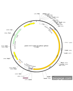 pAAV-cTNT-CasRx-U6-gRNA1-gRNA2