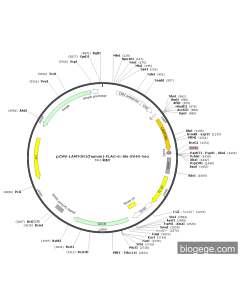 pCMV-LAMTOR1(human)-FLAG-6×His-SV40-Neo