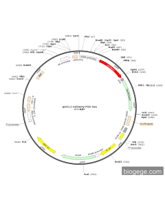 pLKO.1-mCherry-P2A-Neo