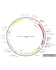 pmCherry-HA-6×His-Ubiquitin(human)-K63