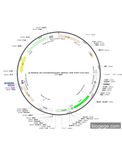 pLVshRNA-U6-LDLRAD3(human)-shRNA1-PGK-EGFP-E2A-Puro