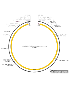 pCMV7.1-3×FLAG-MYH9(human)-Myc-6×His