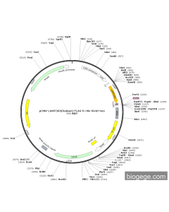 pCMV-LAMTOR3(human)-FLAG-6×His-SV40-Neo
