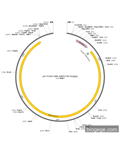 p3×FLAG-CMV-ASFV-F317L(pig)