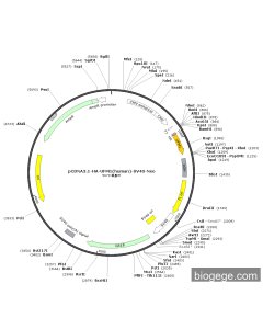 pCDNA3.1-HA-UFM1(human)-SV40-Neo
