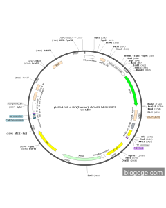 pLKO.1-U6-c-JUN(human)-shRNA2-hPGK-EGFP