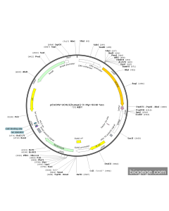 pEnCMV-UCHL5(human)-3×Myc-SV40-Neo