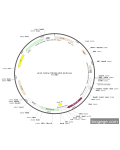 pLVX-TetOne-TRE3GS-MCS-SV40-Neo