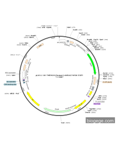 pLKO.1-U6-TMEM101(human)-shRNA2-hPGK-EGFP
