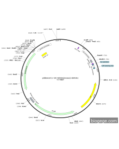 pSilencer2.1-U6-NEDD4(mouse)-shRNA1
