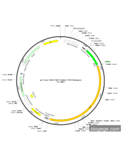 pCI-neo-CMV-EGFP-Linker-TERT(human)