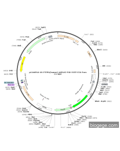 pLVshRNA-U6-PTPRN(human)-shRNA2-PGK-EGFP-E2A-Puro