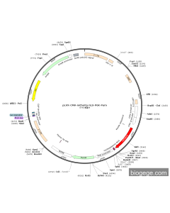 pLVX-CMV-mCherry-NLS-PGK-Puro