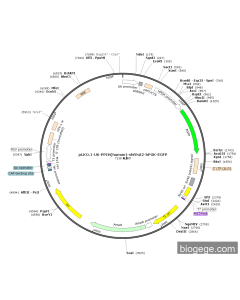 pLKO.1-U6-PPIH(human)-shRNA2-hPGK-EGFP