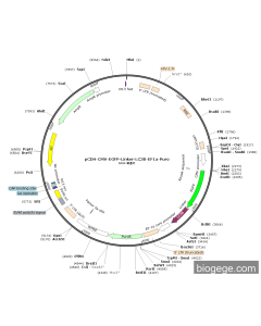 pCDH-CMV-EGFP-Linker-LC3B-EF1a-Puro
