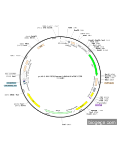 pLKO.1-U6-PIGC(human)-shRNA3-hPGK-EGFP