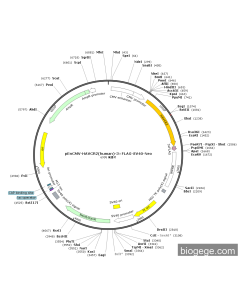 pEnCMV-HAVCR2(human)-3×FLAG-SV40-Neo