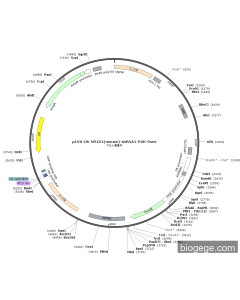 pLVX-U6-NR1D1(mouse)-shRNA1-PGK-Puro