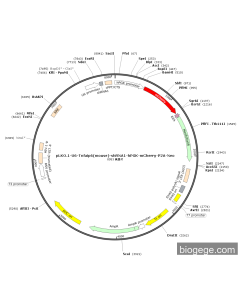 pLKO.1-U6-Tnfaip6(mouse)-shRNA1-hPGK-mCherry-P2A-Neo
