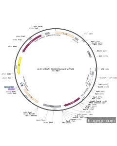 pLVX-shRNA1-HMGB1(human)-shRNA2