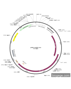 pMDLg-pRRE-Kan