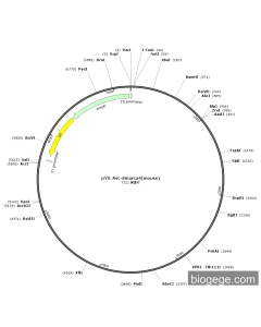 pYX-Asc-Smarca4(mouse)
