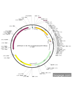 pRSFDuet1-6×His-TEV-CCT6A(human)(202-380aa)